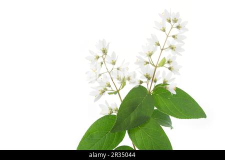 Hochsternbusch (Deutzia Magnifica) Stockfoto