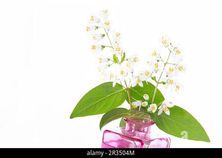 Hochsternbusch (Deutzia Magnifica) Stockfoto