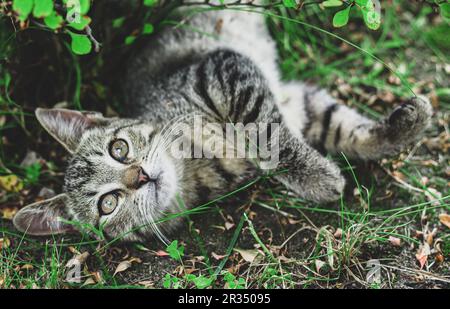 Kätzchen liegt im Garten Stockfoto