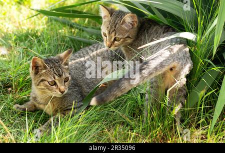 Zwei kleine Kätzchen, die im Gras spielen Stockfoto