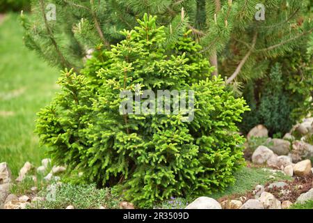 Junge und kleine dekorative Tannenbäume wachsen im Garten. Dekorative Fichte für Landschaftsdesign. Immergrüner Baum. Stockfoto