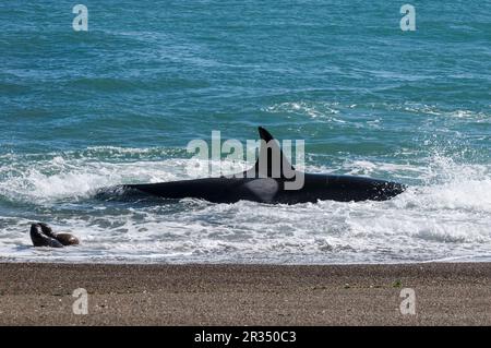 Orcas jagen Seelöwen, Halbinsel Valdes, Patagonien, Argentinien. Stockfoto