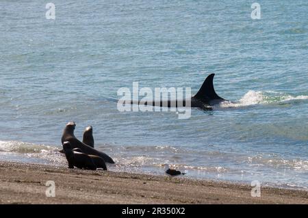 Orcas jagen Seelöwen, Halbinsel Valdes, Patagonien, Argentinien. Stockfoto