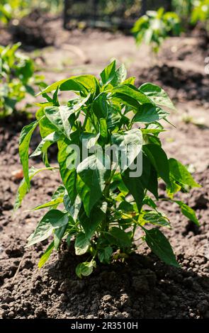 Fragment der Garten Betten mit einem jungen frischen Kräutern Stockfoto