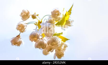 Apfelblüte im Frühlingssonne Stockfoto