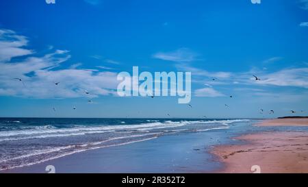 Arktische Seeschwalben fliegen über den Strand von Brora vor einem blauen Himmel mit Nordseewellen, die am Ufer brechen Stockfoto