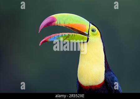 Kielschnabeltukan (Ramphastos sulfuratus) aus Laguna Lagarto, Costa Rica. Stockfoto
