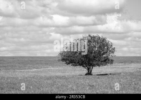 Einsamer Baum, der allein auf einer Weide steht, unter bewölktem Himmel, USA Stockfoto