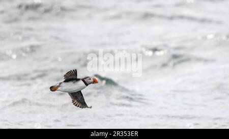 Ein Atlantischer Puffin (Fratercula arctica), der über die Oberfläche des Atlantiks vor der Küste von Maine, USA, fliegt. Stockfoto