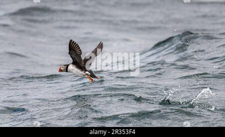 Ein Atlantischer Puffin (Fratercula arctica), der über die Oberfläche des Atlantiks vor der Küste von Maine, USA, fliegt. Stockfoto