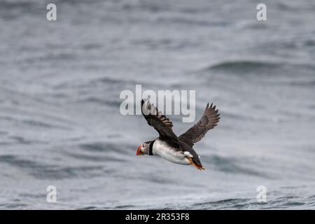 Ein atlantischer Puffin (Fratercula arctica), der vor der Küste von Maine, USA, über die Oberfläche des Ozeans fliegt. Stockfoto