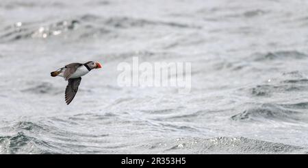 Ein atlantischer Puffin (Fratercula arctica), der vor der Küste von Maine, USA, über die Oberfläche des Atlantischen Ozeans fliegt. Stockfoto