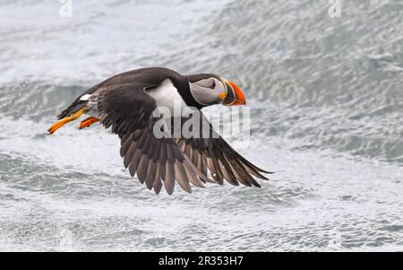 Ein atlantischer Puffin (Fratercula arctica), der vor der Küste von Maine, USA, über die Oberfläche des Atlantischen Ozeans fliegt. Stockfoto