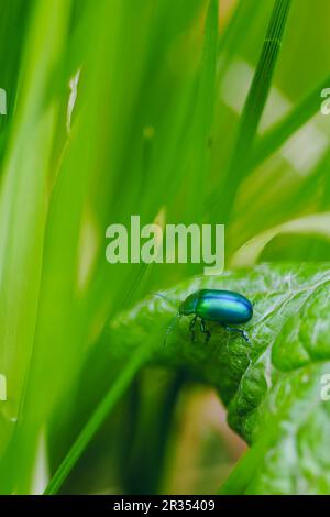 Oreina cacaliae auf einem grünen Blatt im Frühling. Es ist eine Art breitschultriger Käfer, die zur Familie Chrysomelidae, Unterfamilie Chryso, gehören Stockfoto