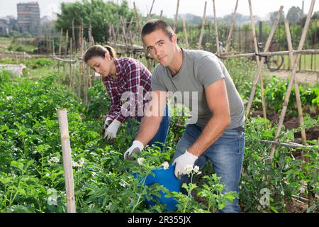 Bauern sammeln Insekten aus Kartoffelblättern Stockfoto