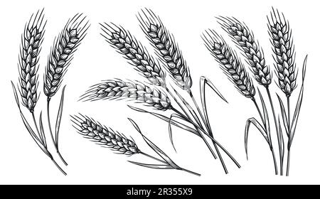 Getreidepflanzen und Getreide, Roggengerste und Weizenohrspitzen. Konzept für Backwaren. Handgezeichnete Skizze - Vektordarstellung Stock Vektor