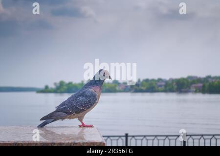 Die Haustaube Columba livia domestica oder Columba livia forma domestica. Stockfoto