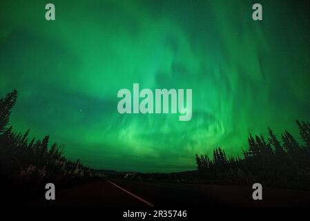 Polarlichter im Norden Kanadas, Yukon Territory. Aurora borealis mit Silhouette des borealen Waldes, Fichten im Blick. Stockfoto