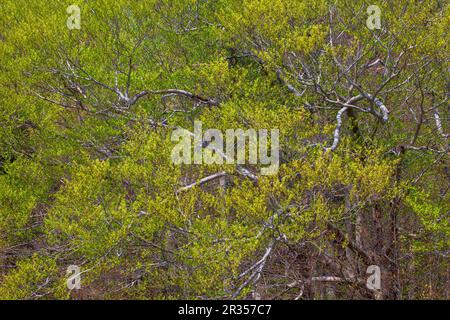 Ein amerikanischer Buchenbaum im Frühling in den Pocono Mountains in Pennsylvania Stockfoto