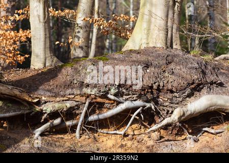 Unterirdisch auf dem Boden sichtbare starke Wurzeln des Buchenbaums (Kopierbereich) Stockfoto