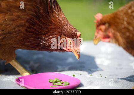 Gallus gallus domesticus - das Hähnchen Stockfoto