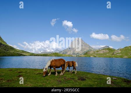 Horses Front Midi d Ossau, Gentau See, Ayous Seen Tour, Pyrenees National Park, Pyrenees Atlantiques, Frankreich. Stockfoto