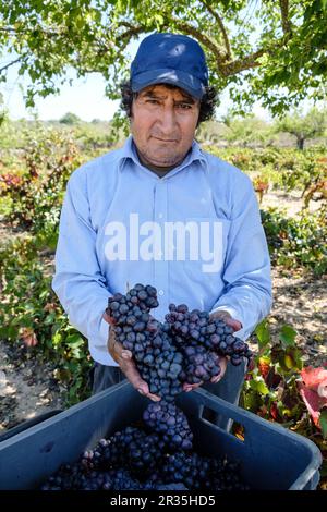 Vendimiando uva Callet, Viña des Pou de Sa Carrera, Celler Mesquida-Mora, Porreres, Mallorca, Balearen, Spanien. Stockfoto