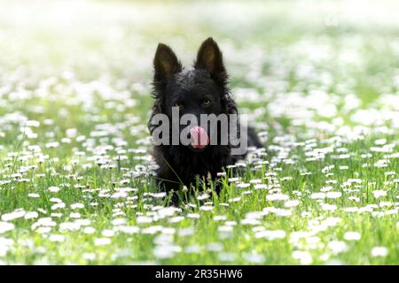 Schwarzer Schlammhund leckt Nase mit Zunge Stockfoto