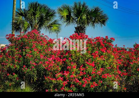 Roter Oleander (Nerium Oleander) blüht am 13. Mai 2023 in Gulfport, Mississippi. Der Oleander ist auch als Nerium-Oleander bekannt. Stockfoto