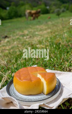 Spanischer geräucherter Hartkäse aus Pria, der von ländlichen Milchbauern in Asturien, Spanien, aus pasteurisierter Kuhmilch oder mit Ziegen- oder Schafsmilch hergestellt wird Stockfoto