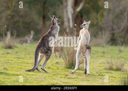 Zwei männliche graue Kängurus (Macropus giganteus), die im offenen Buschland im Yarra Valley, Victoria, Australien, kämpfen Stockfoto