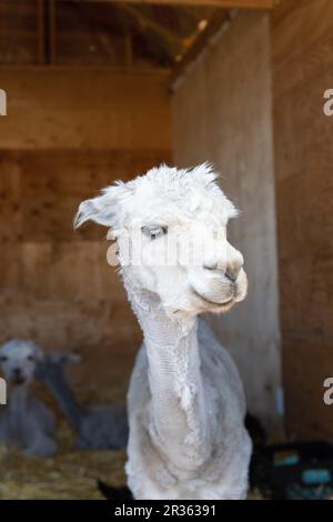 Wunderschöne weiße Alpaka mit hellblauen Augen in einer braunen Scheune Stockfoto