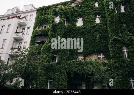 Haus ganz in Efeu, berlin, deutschland - Mai 2023. Hochwertiges Foto Stockfoto