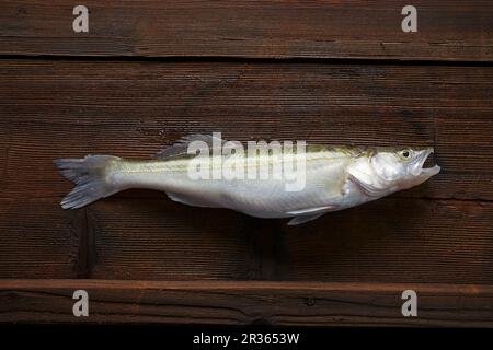 Ein frisch gefangener Zander auf einem Holzbrett Stockfoto