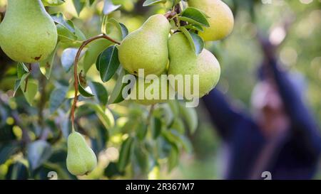 Birnen auf einem Baum Stockfoto