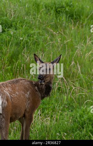 Ein junges Maultier mit offenem Maul auf einem grünen Wiesenfeld Stockfoto