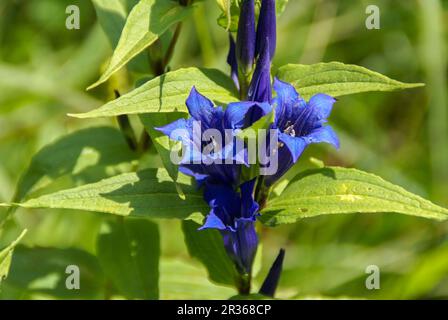 Willow-Enzian, Gentiana asclepiadea, alpen, Mittenwald, deutschland, Bayern Stockfoto