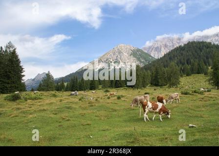 Kühe, die auf dem Gaistal, Leutasch, Tirol, Österreich weiden Stockfoto