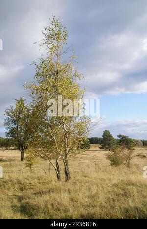 Der Hainberg ist eine geschützte Landschaft in der Nähe von Nürnberg, Bayern Stockfoto