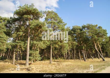 Der Hainberg ist eine geschützte Landschaft in der Nähe von Nürnberg, Bayern Stockfoto