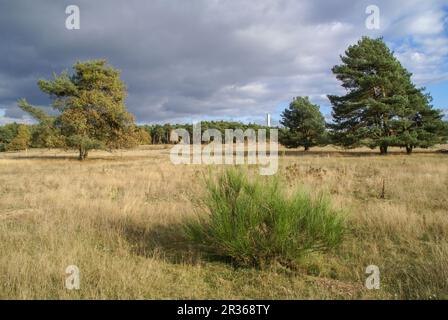 Der Hainberg ist eine geschützte Landschaft in der Nähe von Nürnberg, Bayern Stockfoto