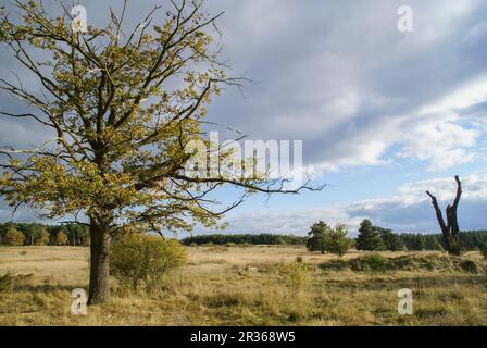 Der Hainberg ist eine geschützte Landschaft in der Nähe von Nürnberg, Bayern Stockfoto