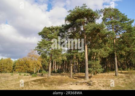 Der Hainberg ist eine geschützte Landschaft in der Nähe von Nürnberg, Bayern Stockfoto