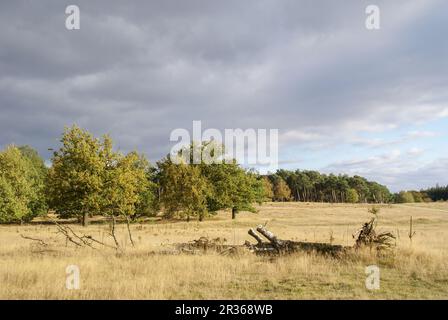 Der Hainberg ist eine geschützte Landschaft in der Nähe von Nürnberg, Bayern Stockfoto