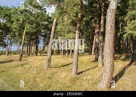 Der Hainberg ist eine geschützte Landschaft in der Nähe von Nürnberg, Bayern Stockfoto