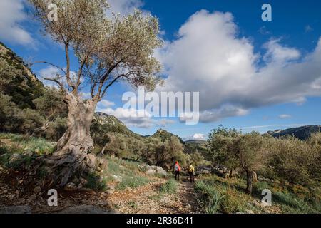 Wanderer im Olivenhain, Orienttal, Mallorca, Balearen, Spanien. Stockfoto