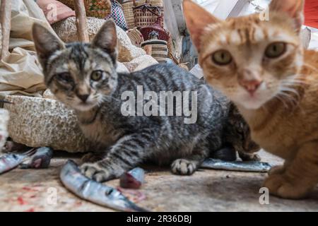 Katzen essen die Reste vom Fischmarkt in der Medina, Essaouira, marokko, afrika. Stockfoto