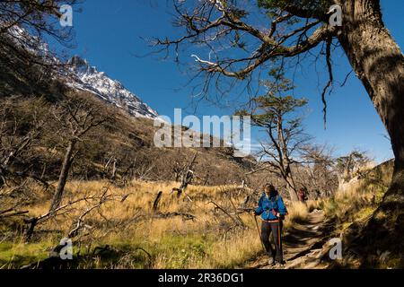 Valle del Lago Grey, trekking W, Parque Nacional Torres del Paine, Sistema Nacional de Áreas Protegidas Silvestres del Estado de Chile Patagonien, República de Chile, América del Sur. Stockfoto