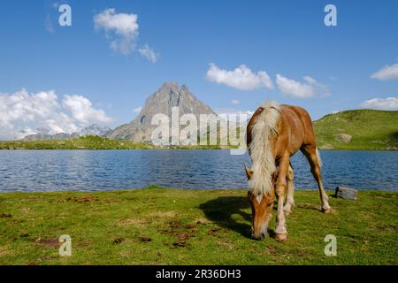 Horses Front Midi d Ossau, Gentau See, Ayous Seen Tour, Pyrenees National Park, Pyrenees Atlantiques, Frankreich. Stockfoto