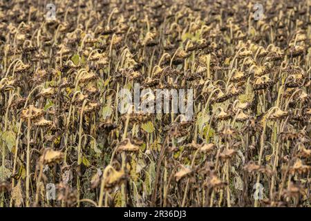 campo de girasoles secos, Arrizala, Alava, Euzkadi, Spanien. Stockfoto